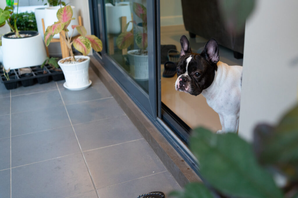 ペットがストレスを感じない家